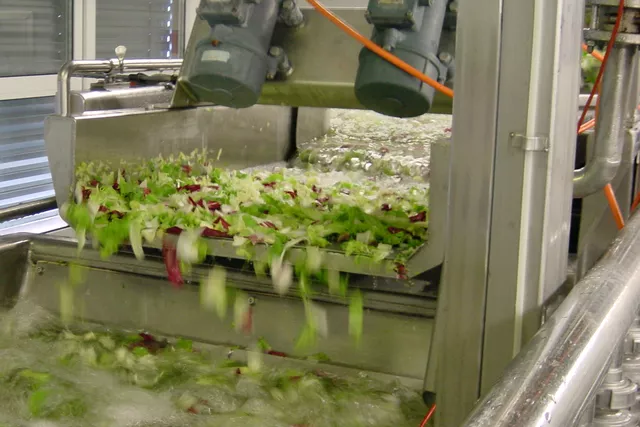 Refroidissement du produit salades prêtes à être coupées Refroidissement du produit salades prêtes à être coupées
