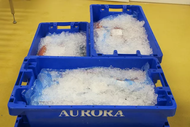 This image shows ice in a fish tub for temperature control. This image shows ice in a fish tub for temperature control.